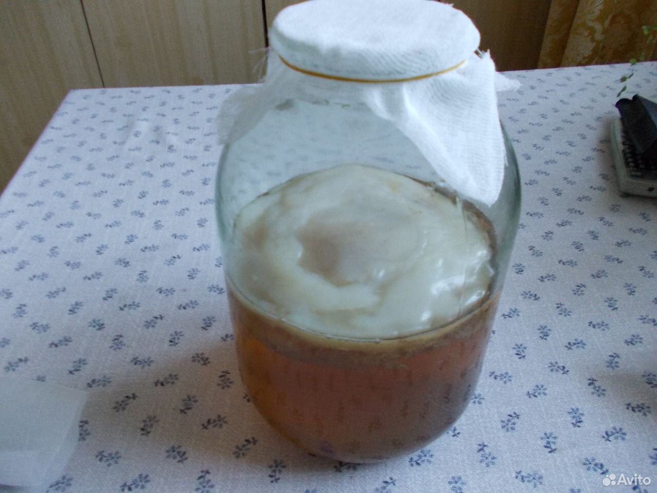 Чайный гриб в холодильнике. Чайный гриб тонкая пленочка. Чайный гриб сверху. Белая пленка на чайном грибе. Белый чайный гриб.