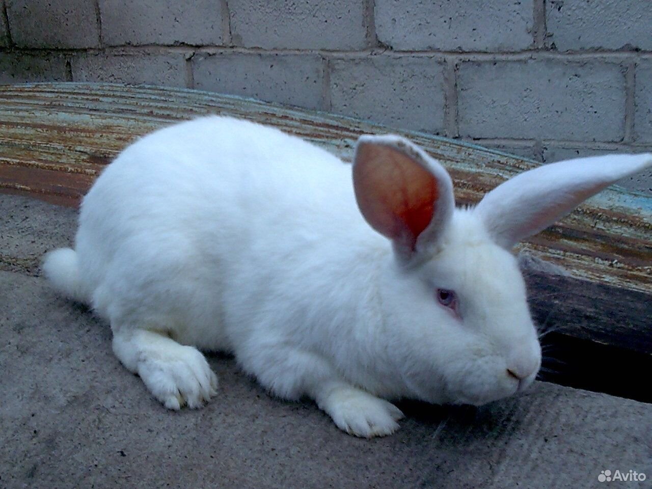 Купить кроликов ростов. Белый великан. Кролик белый великан. Кролики породы белыйый великан. Самая неприхотливая порода кроликов.