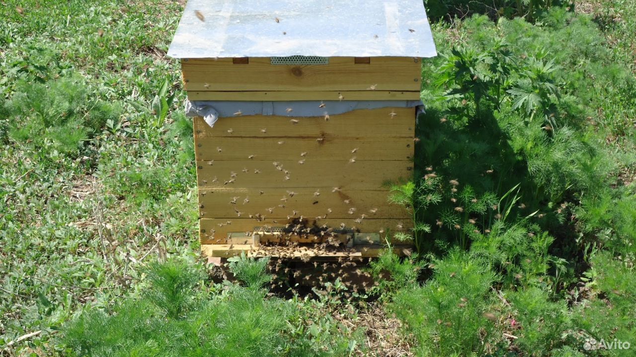 Пчелиная пасека купить на Зозу.ру - фотография № 1