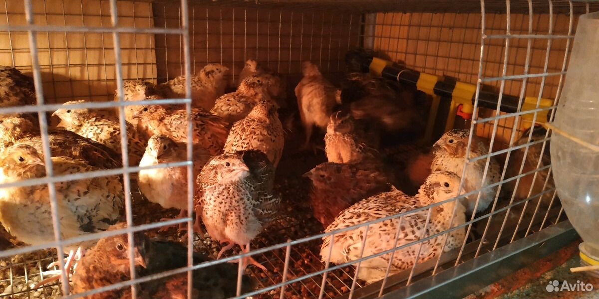 Инкубатор на 154 перепелиных яйца купить на Зозу.ру - фотография № 7