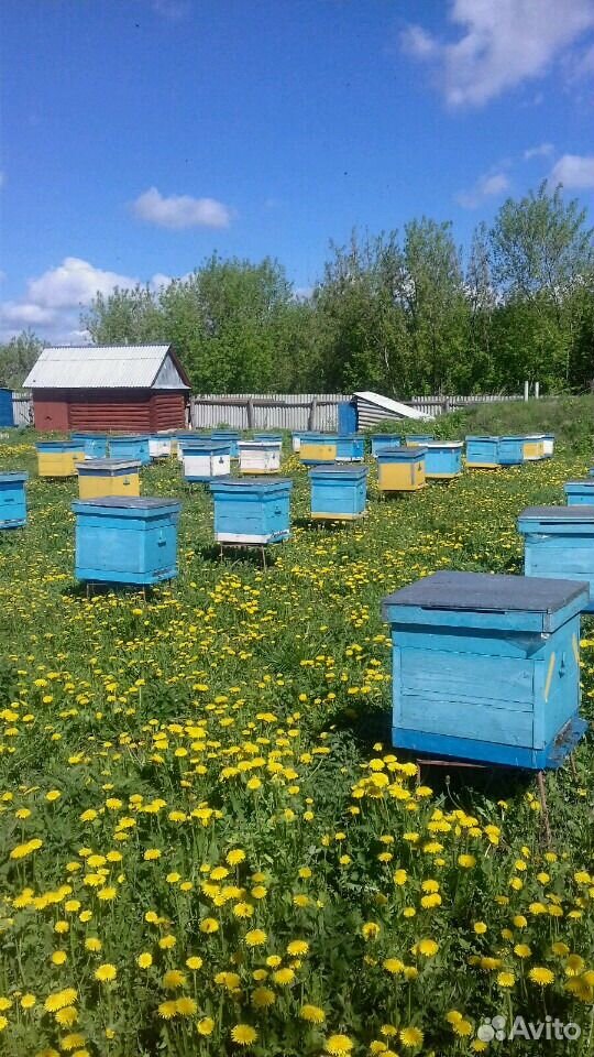 Продаю пчелосемьи карпатка без ульев купить на Зозу.ру - фотография № 1
