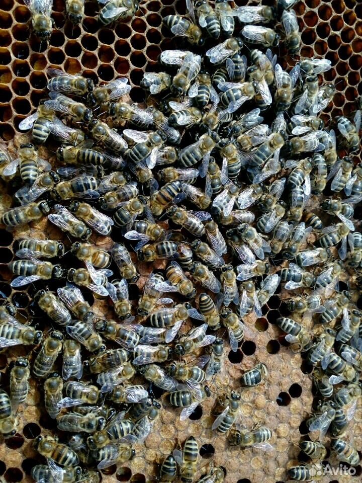 Отводки среднерусской породы пчёл купить на Зозу.ру - фотография № 1