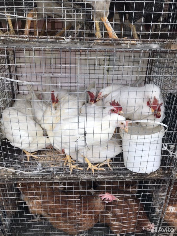 куры триторы цыплята несушки. цыплята кучинские юбилейные фото. куру новосибирск. несушки бройлеры барышево.