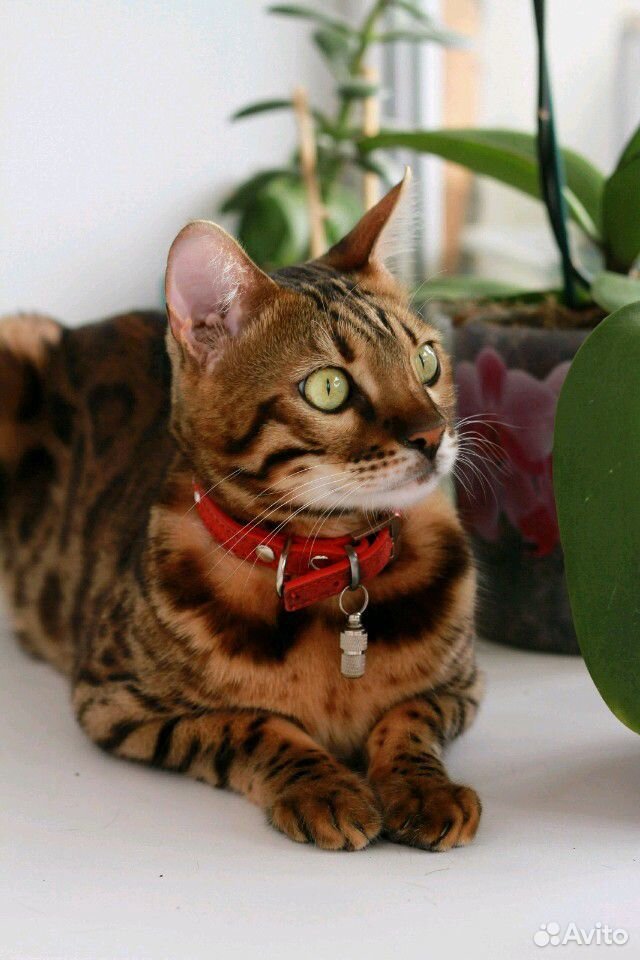 Бенгальский кот купить на Зозу.ру - фотография № 2