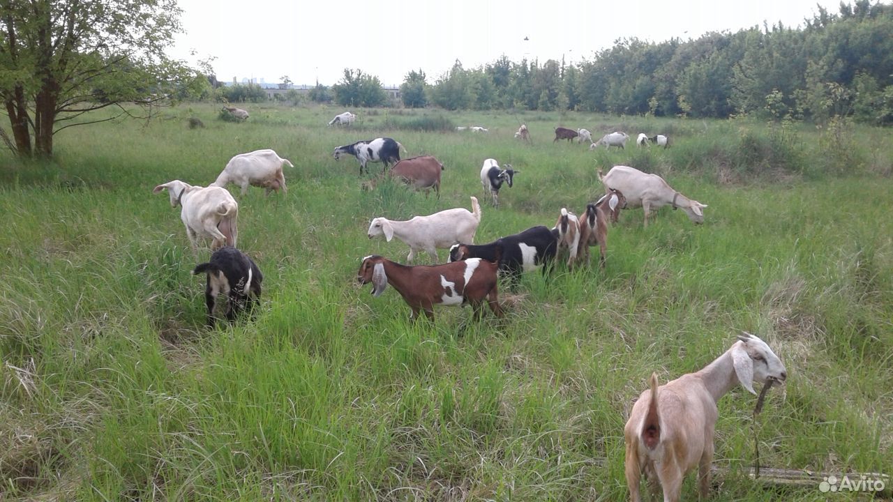 Молоко от нубийских коз купить на Зозу.ру - фотография № 2