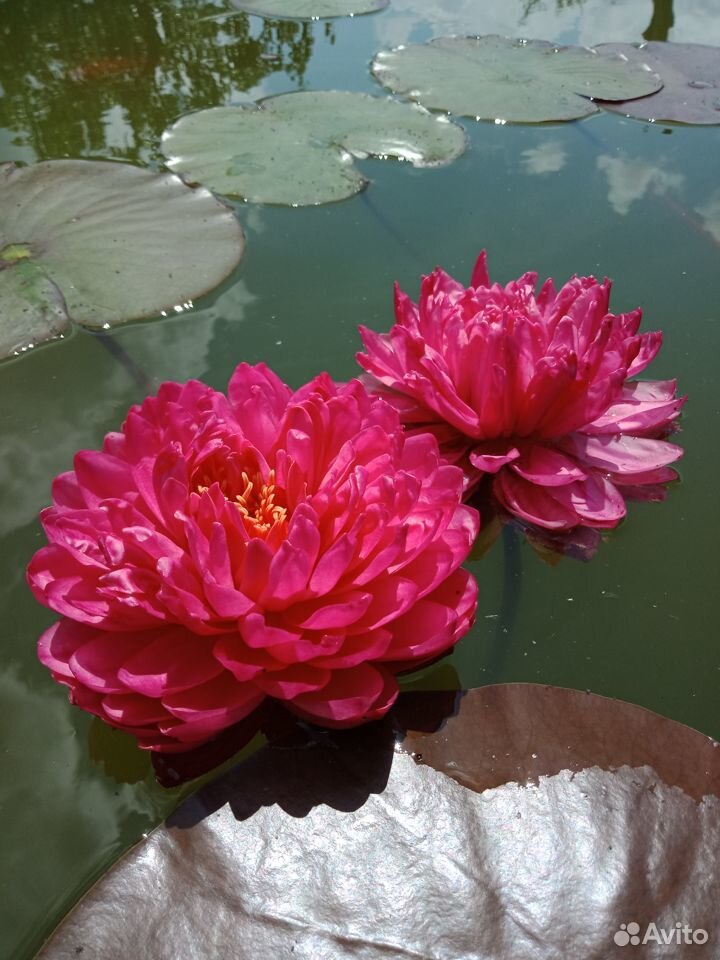 Лилии в пруд (нимфеи, кувшинки) купить на Зозу.ру - фотография № 2