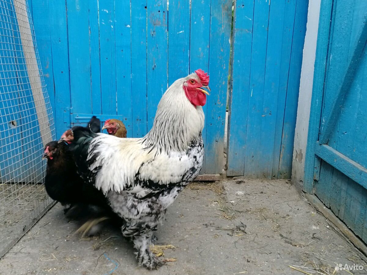 Цыплята брама купить на Зозу.ру - фотография № 7