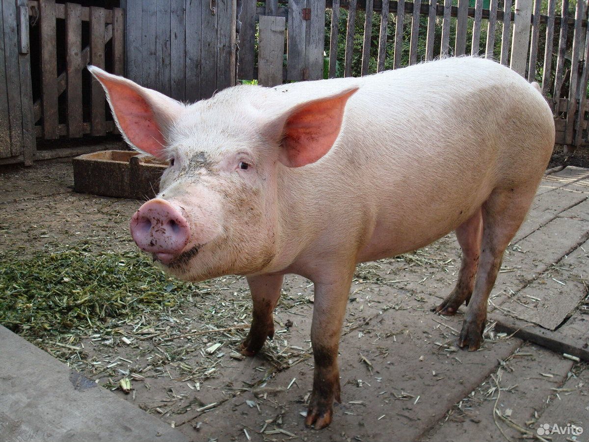 Продаём домашнию свинину купить на Зозу.ру - фотография № 1