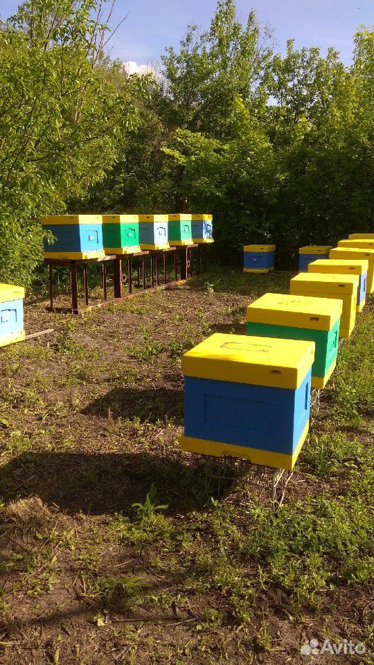 Пчелопакеты купить на Зозу.ру - фотография № 5