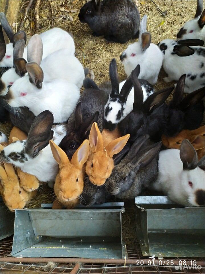Продаю кроликов купить на Зозу.ру - фотография № 3