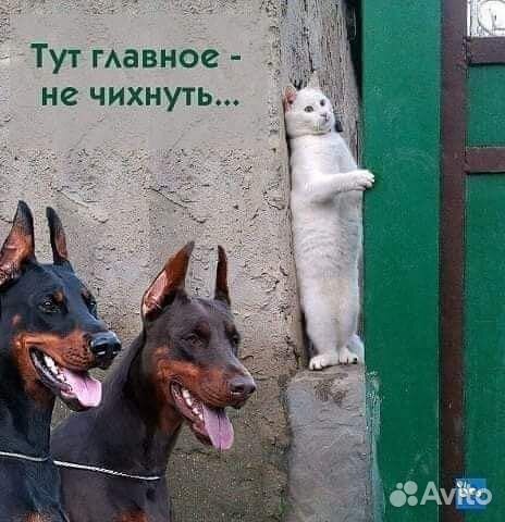 Будка конура для собаки купить на Зозу.ру - фотография № 3