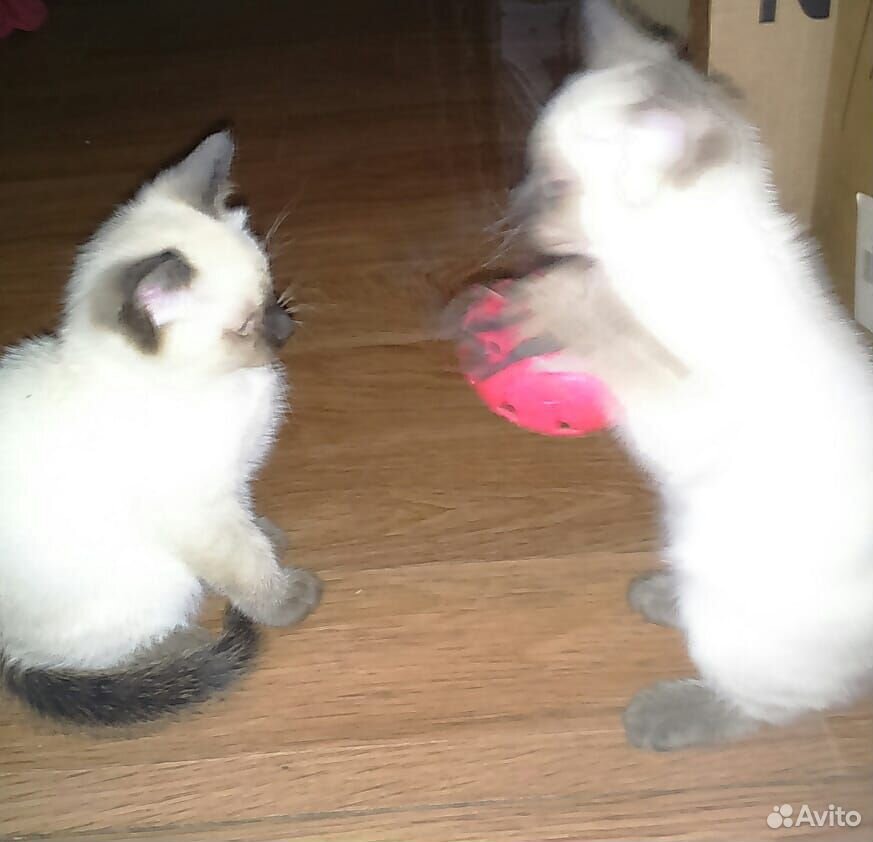 Чистокровные Тайские котята купить на Зозу.ру - фотография № 7