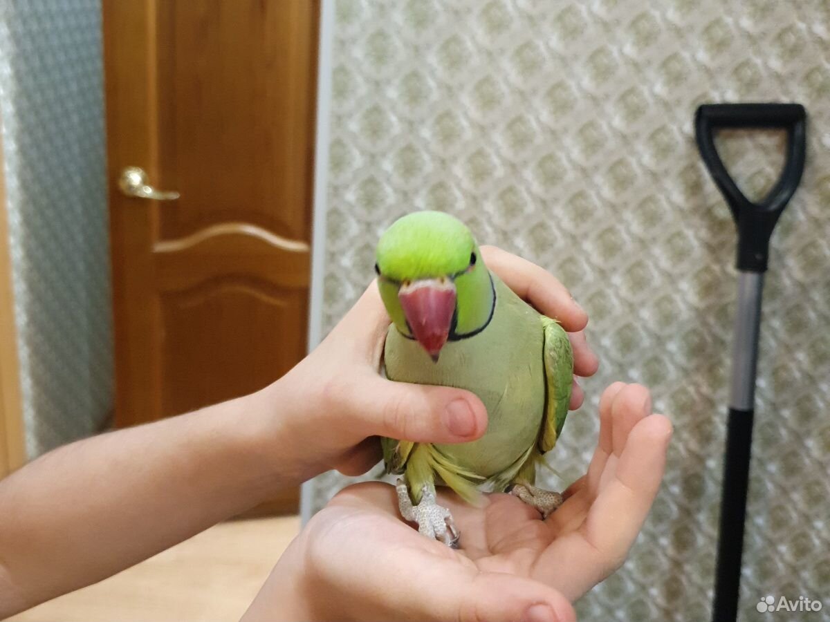 Продам попугая породы "Ожиреловые" купить на Зозу.ру - фотография № 3