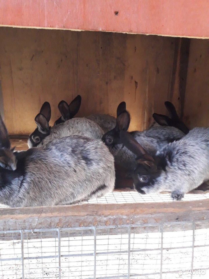 Кролики Серебро купить на Зозу.ру - фотография № 3