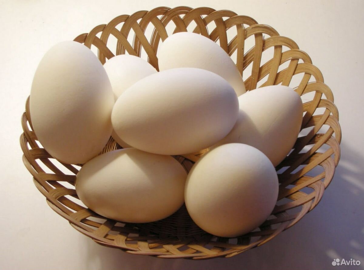 Инкубационное Гусиное яйцо.Порода Линда, в наличии купить на Зозу.ру - фотография № 1