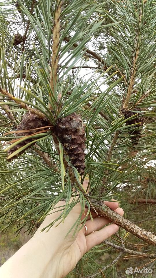 Семена Сосны обыкновенной - Pinus silvestris L купить на Зозу.ру - фотография № 9