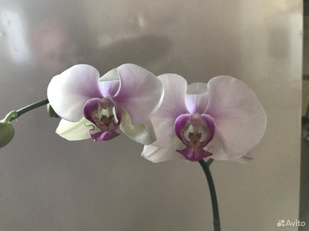 Орхидея фаленопсис на заказ купить на Зозу.ру - фотография № 7