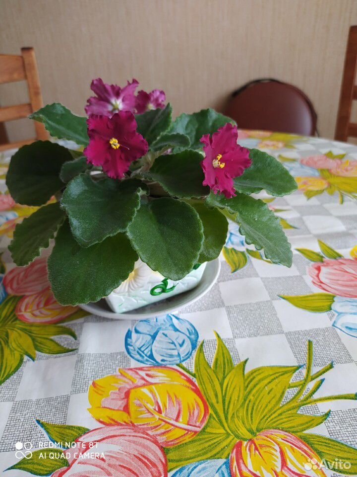 Фиалка комнатный цветок купить на Зозу.ру - фотография № 3