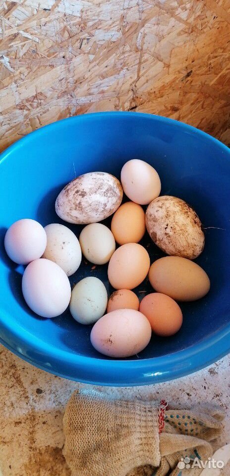 Куриное яйцо купить на Зозу.ру - фотография № 5