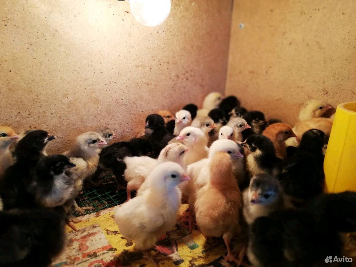 Маленькие цыплятки купить на Зозу.ру - фотография № 2