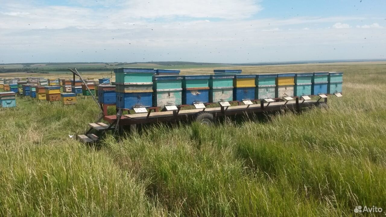 Продажа пчелосемей, рамок и т.д купить на Зозу.ру - фотография № 2