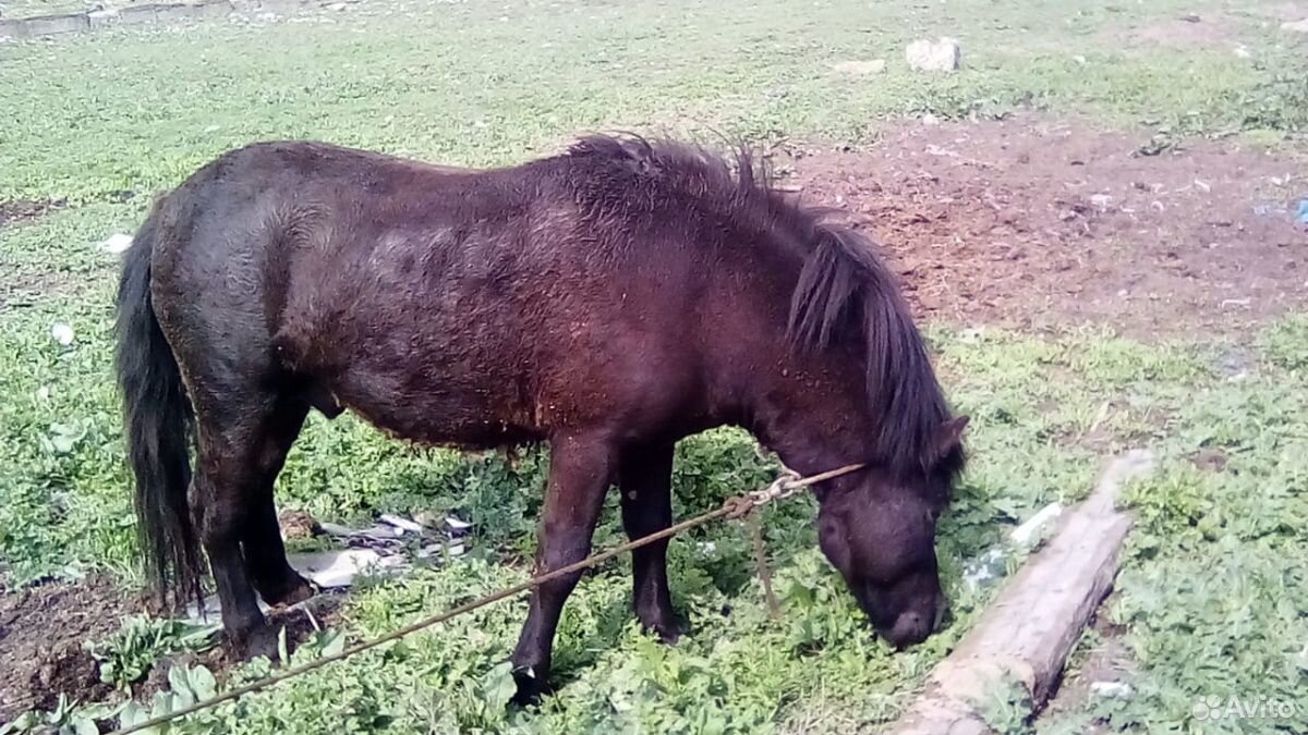 Продается конь шатланский пони купить на Зозу.ру - фотография № 1