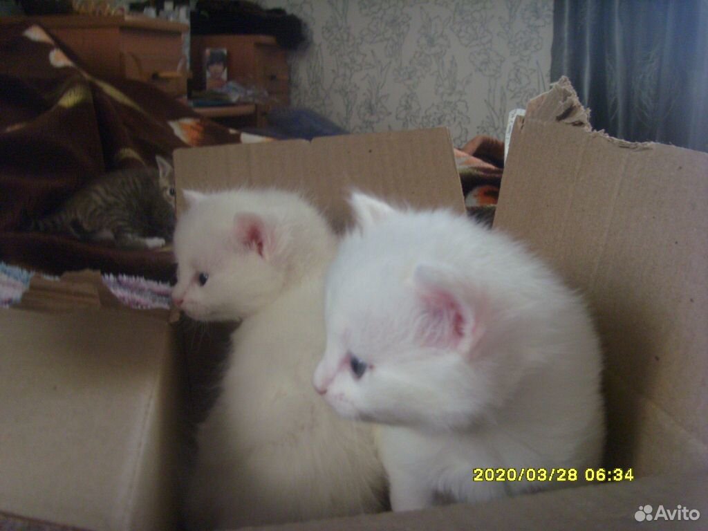 Котята - две кошечки и один котик купить на Зозу.ру - фотография № 7