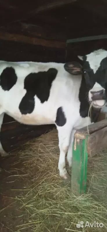 Корова и телка Голштинской породы купить на Зозу.ру - фотография № 4