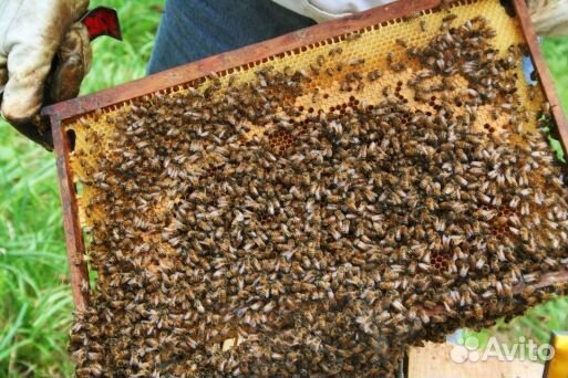 Продам Пчелосемьи с ульями купить на Зозу.ру - фотография № 1