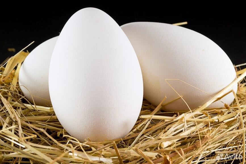 Инкубационное гусиное яйцо купить на Зозу.ру - фотография № 3