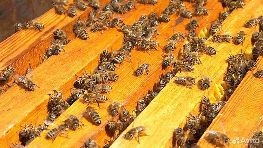 Продаю семьи пчёл (5 семей) купить на Зозу.ру - фотография № 1