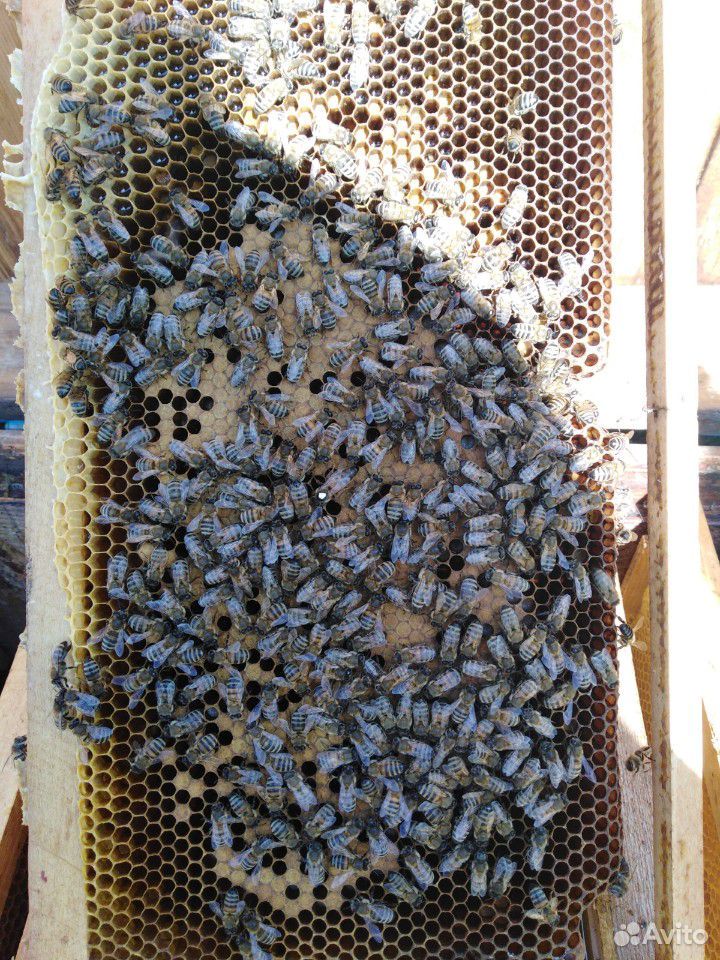 Продаю пчёл породы карпатка купить на Зозу.ру - фотография № 4