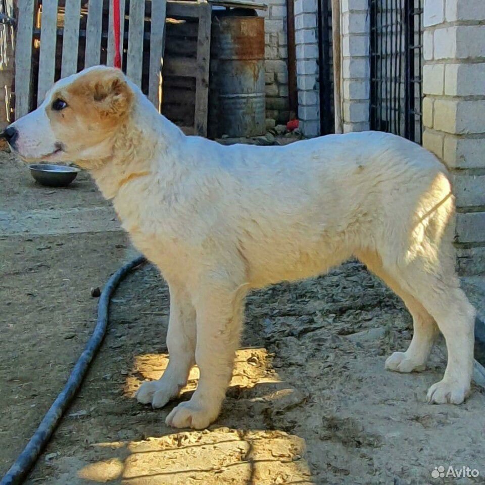 Продажа щенков Алабаи (сао) купить на Зозу.ру - фотография № 6