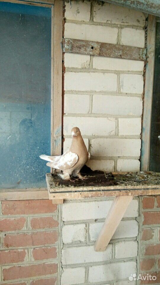Узбекские голуби купить на Зозу.ру - фотография № 5