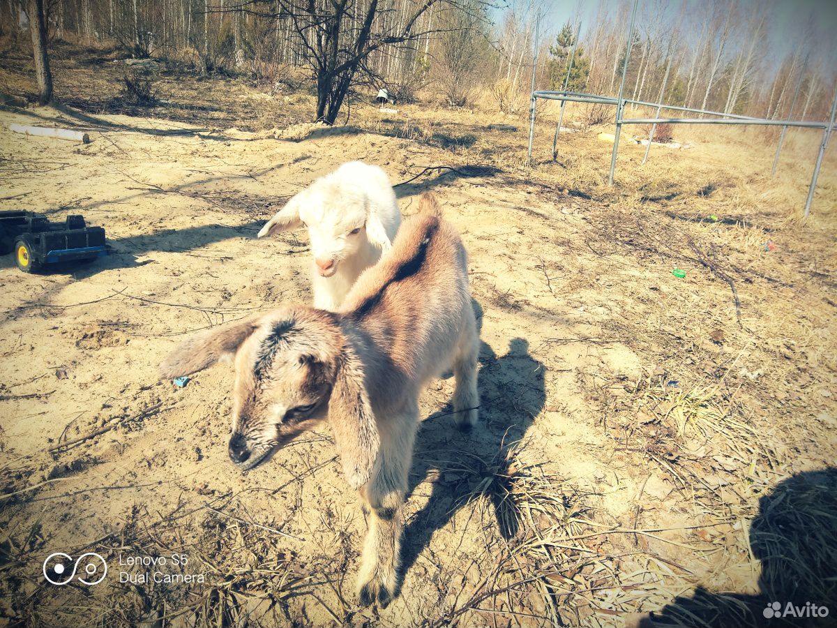 Предлагаем козлят купить на Зозу.ру - фотография № 2