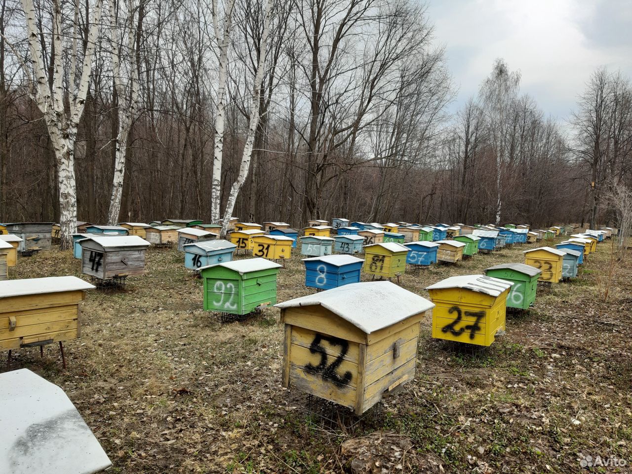 Пчелосемьи 5500 купить на Зозу.ру - фотография № 4