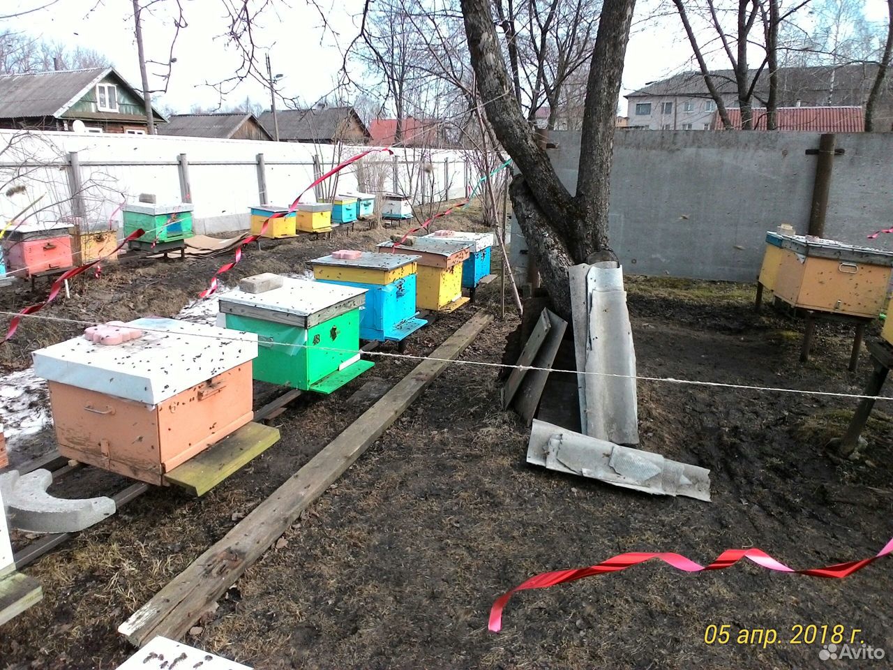 Пчелосемьи карника F1 купить на Зозу.ру - фотография № 3