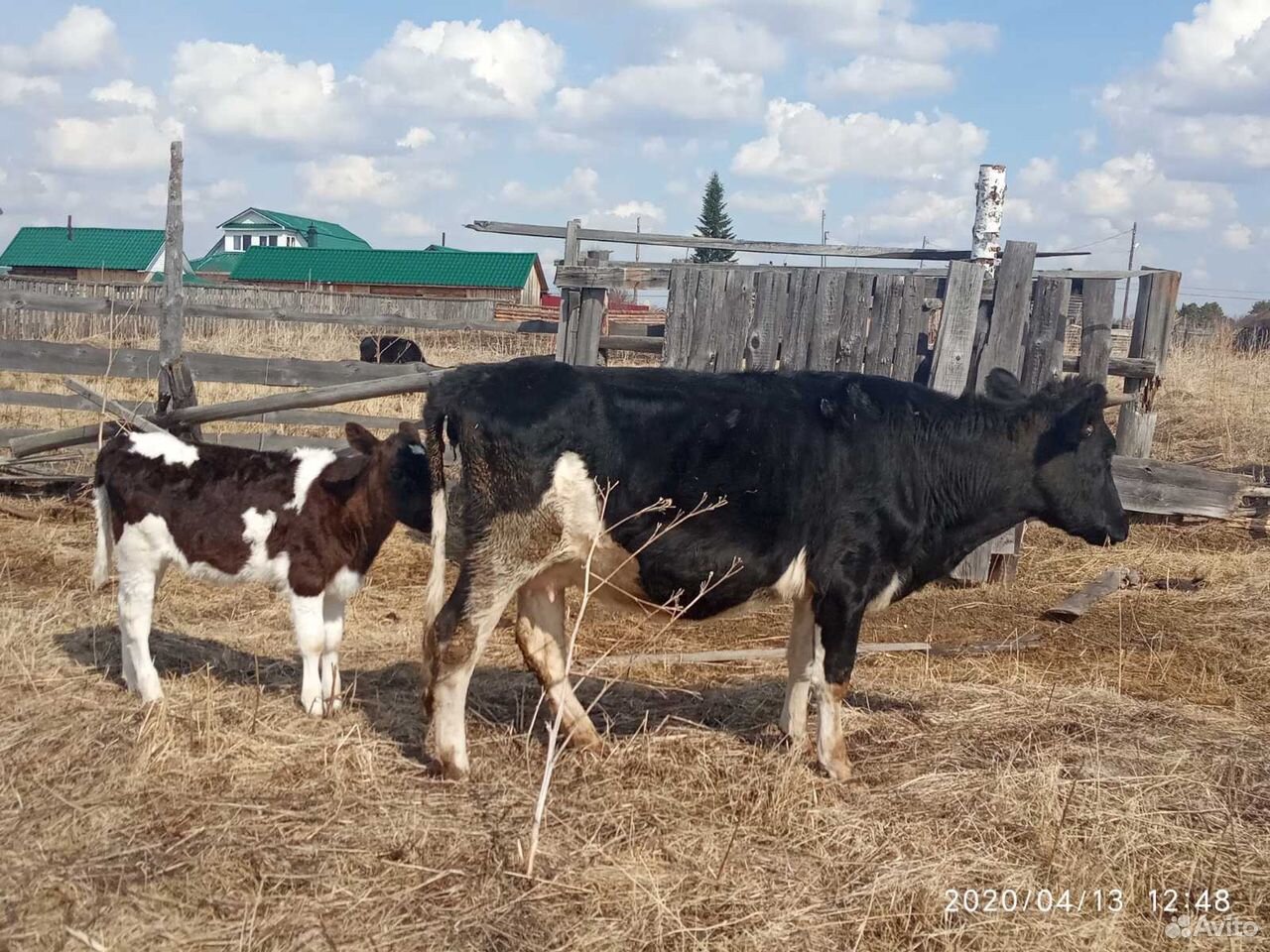 Коровы и телята купить на Зозу.ру - фотография № 4