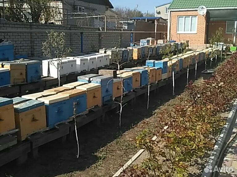 Продаю пчелопакеты системы Дадан купить на Зозу.ру - фотография № 1