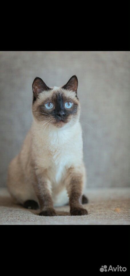 Голубоглазая кошка в добрые руки купить на Зозу.ру - фотография № 1