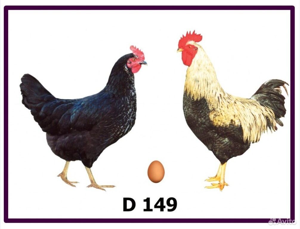 Цыплята Доминант (Д 149) купить на Зозу.ру - фотография № 3