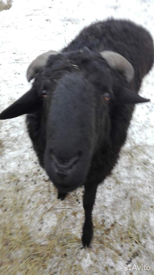 Продам коз овец купить на Зозу.ру - фотография № 1