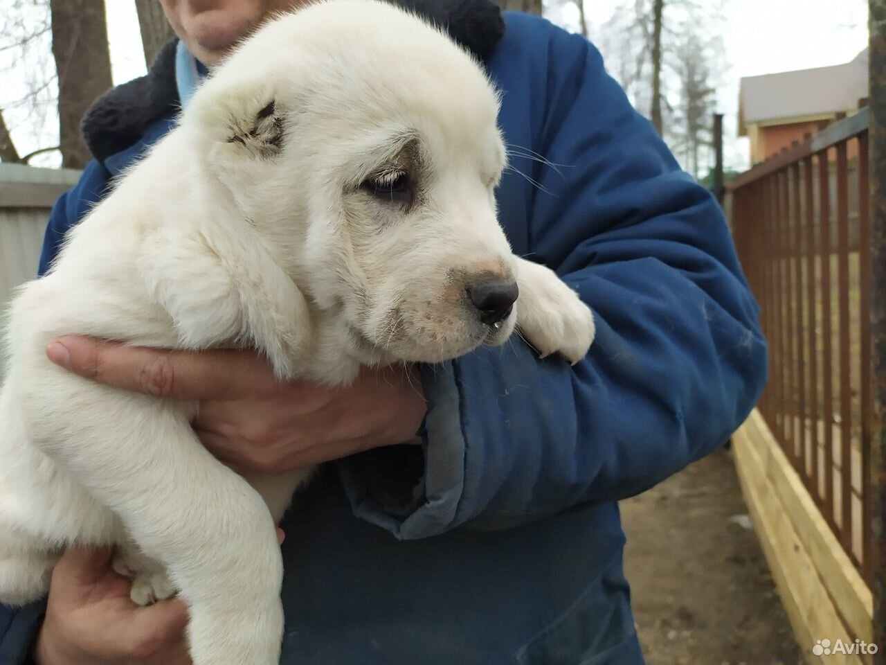 Купить Щенка Сао В Ростове На Дону