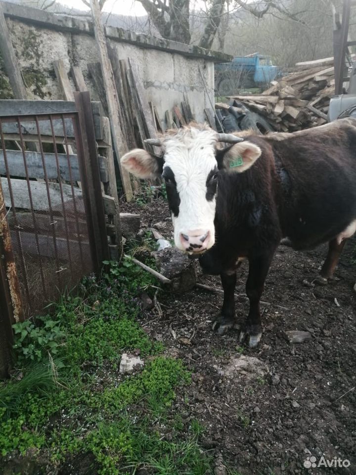 Продам коров, бычков, телят, баранов купить на Зозу.ру - фотография № 5