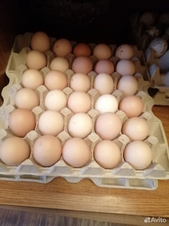Яйца инкубационные брама купить на Зозу.ру - фотография № 2