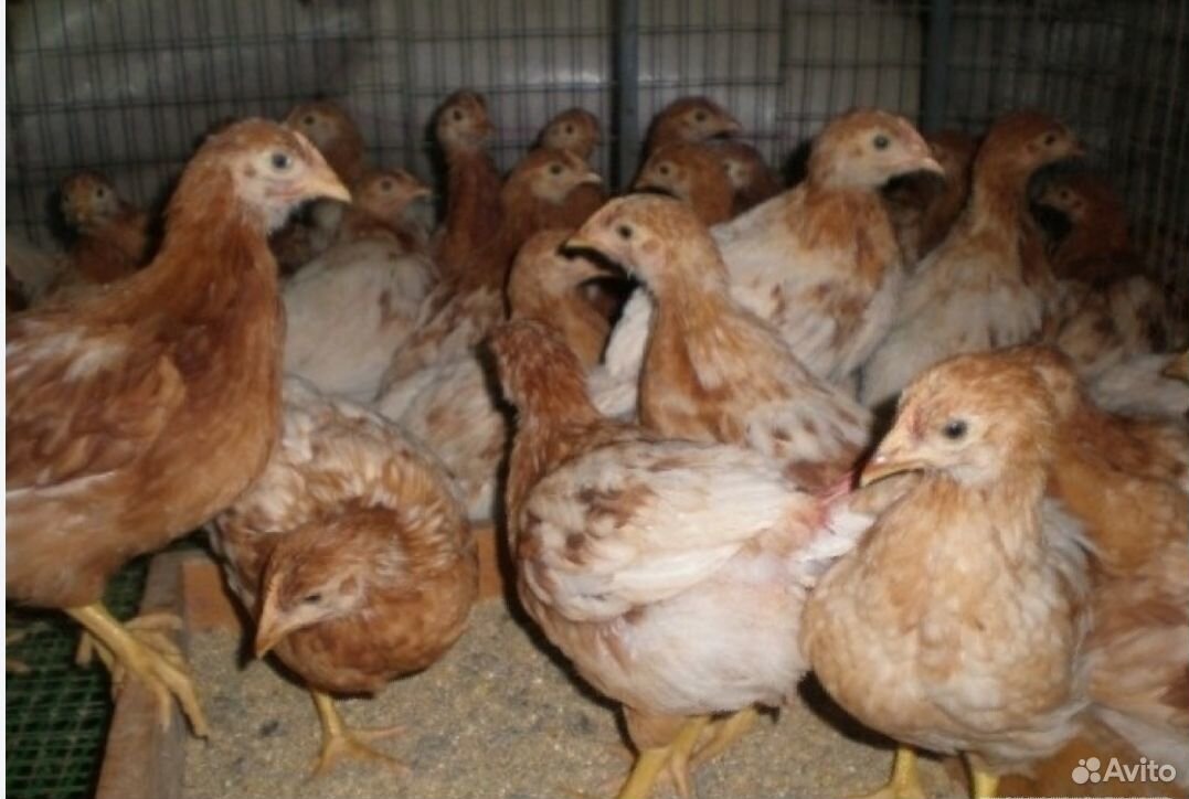 Продаются цыплята несушки порода Ломан браун и Хай купить на Зозу.ру - фотография № 1