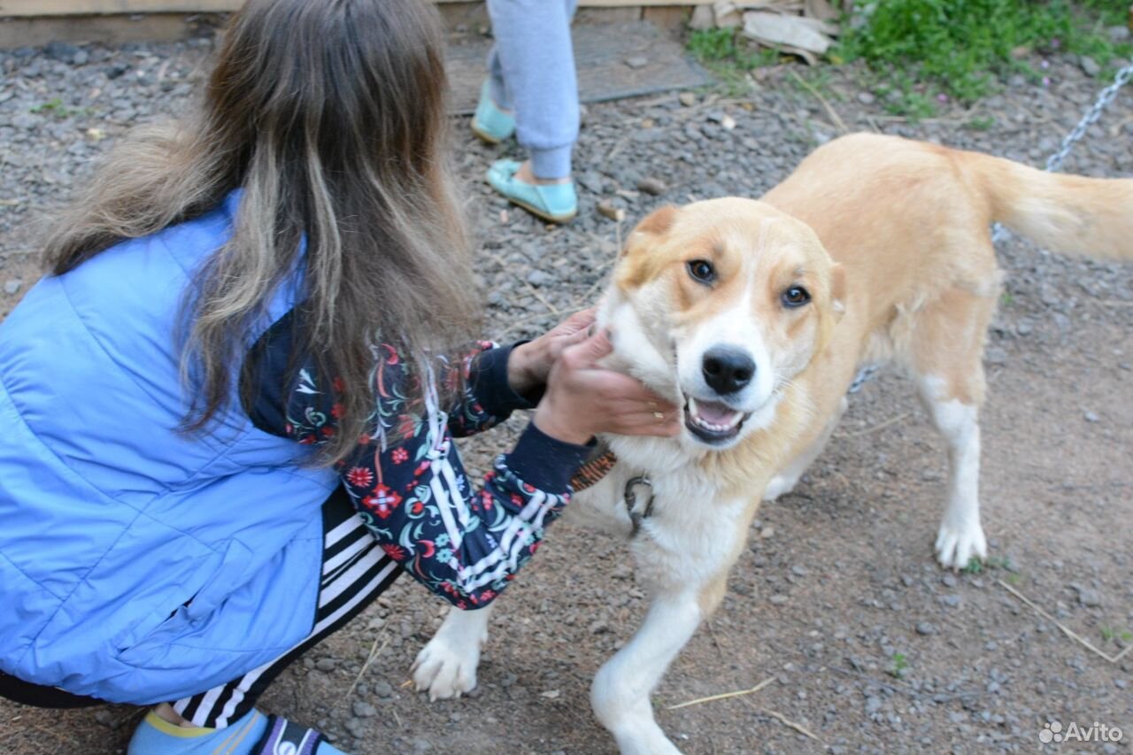 Собаку приносящую счастье купить на Зозу.ру - фотография № 4