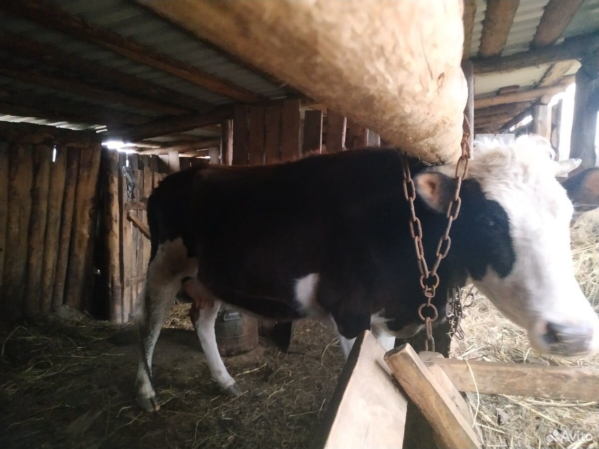 Молодая корова, дойная и первотелок купить на Зозу.ру - фотография № 2