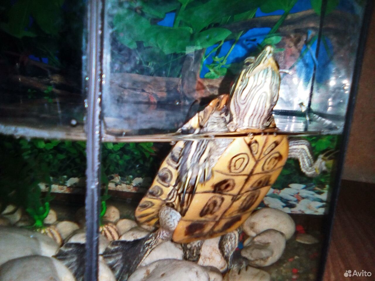 Продам аквариум вместе с черепахой купить на Зозу.ру - фотография № 1