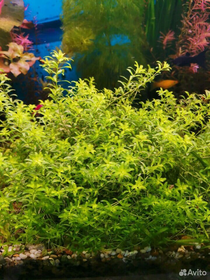 Растения для аквариум купить на Зозу.ру - фотография № 2